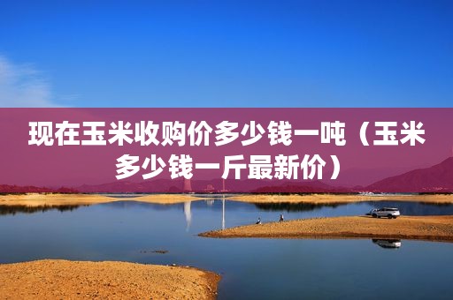 （2024年2月20日）今日玉米期货和美玉米最新价格查询