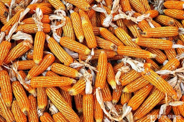 新粮上量进度加快 玉米阶段性供应增加