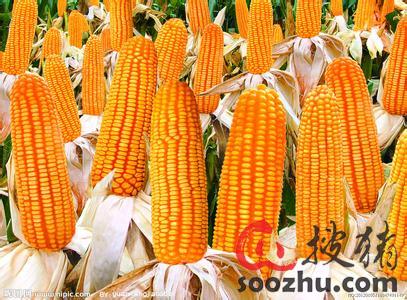 3月7日玉米期货持仓龙虎榜分析：玉米期货后市或将延续震荡调整态势