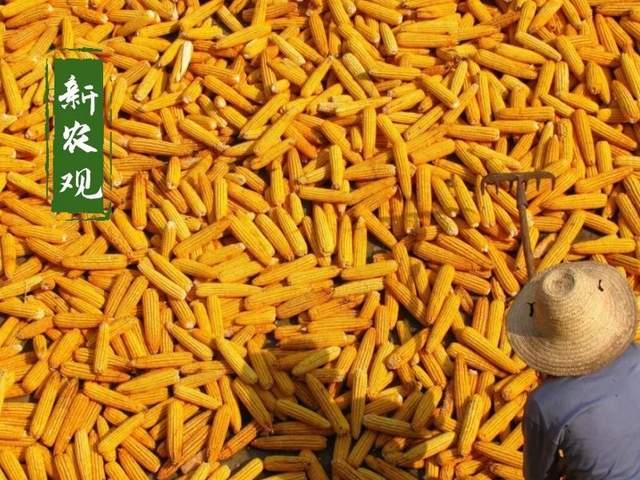 产区农民挺价惜售 玉米或仍有一波回调