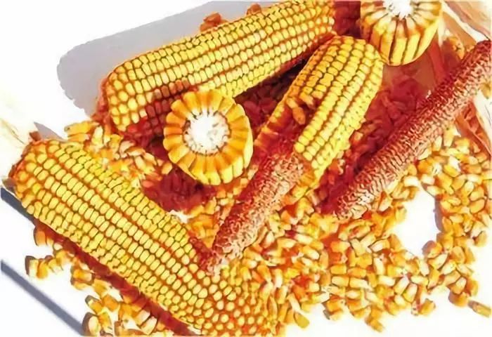 中下游补库或限制跌幅 玉米价格仍以震荡为主