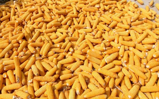 市场卖压得到一定缓解 玉米价格表现稳中偏强