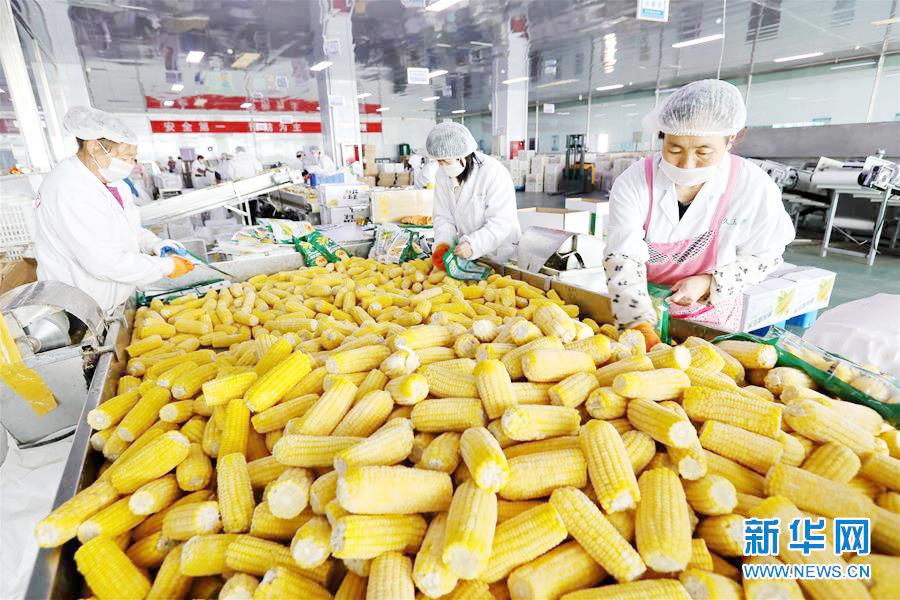 农产品多品种联动调整 玉米等待方向指引