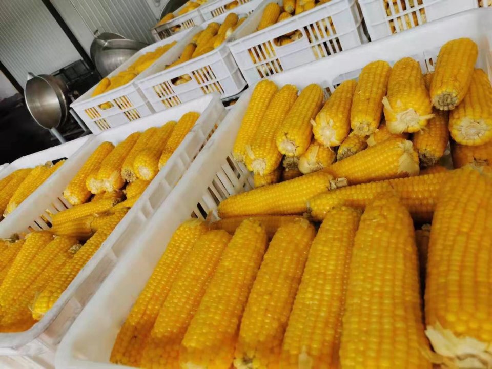 农产品多品种联动调整 玉米等待方向指引