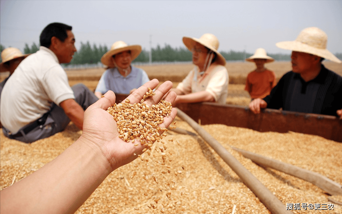 玉米市场供强需弱 传闻市场在出库仍有挤压的稻谷