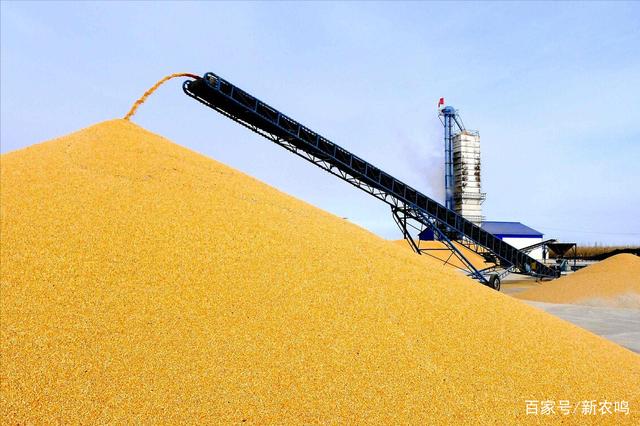 玉米期价延续波动表现 基层地趴粮基本结束