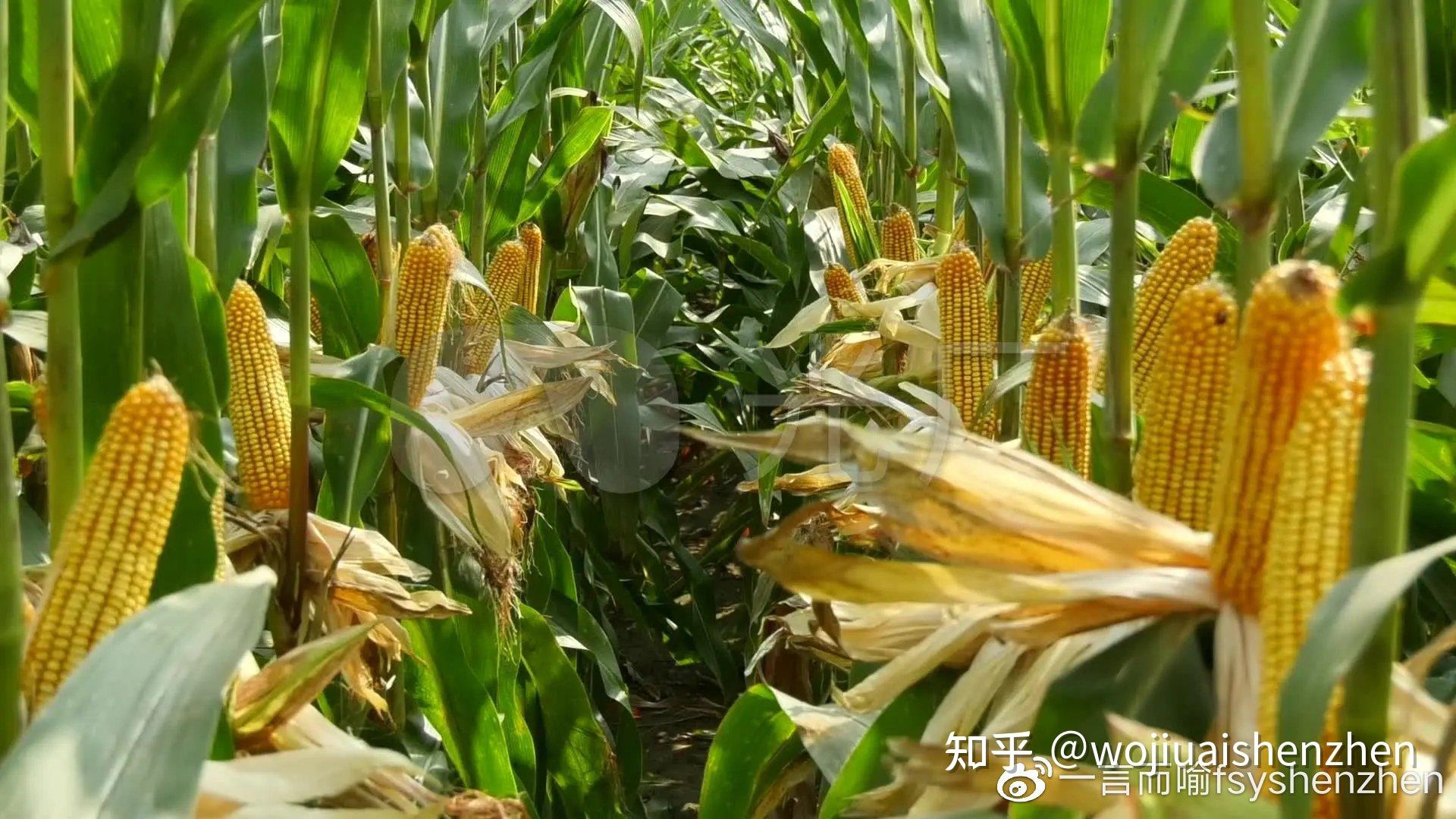 玉米期价延续波动表现 基层地趴粮基本结束