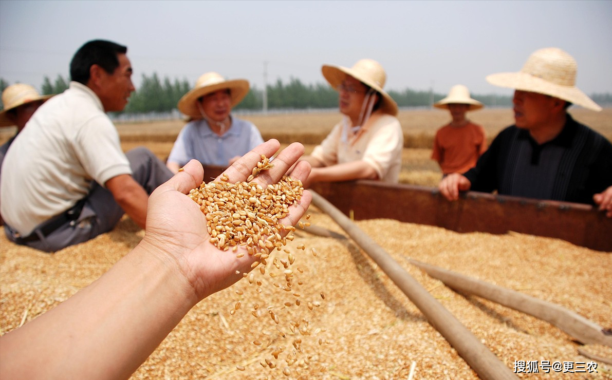 下游养殖利润向好叠加政策影响 玉米期价震荡偏强运行