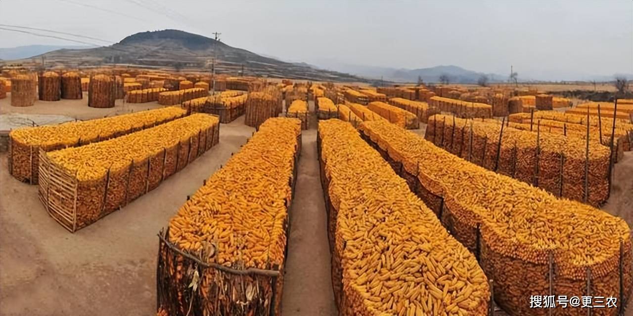 基层余粮持续减少 玉米短期下方空间有限