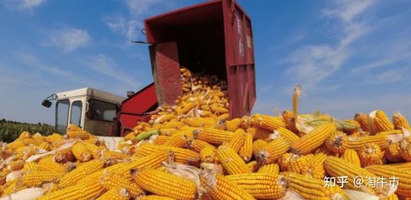 玉米期货5月8日主力小幅上涨0.78% 收报2446.0元