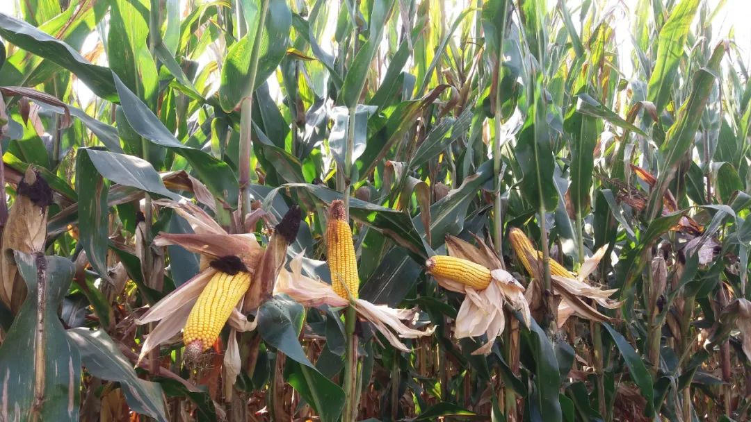 5月20日玉米期货持仓龙虎榜分析：玉米期货处于净空头状态