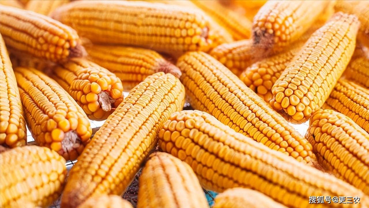 市场季节性支撑延续 玉米产销区价格有所上扬