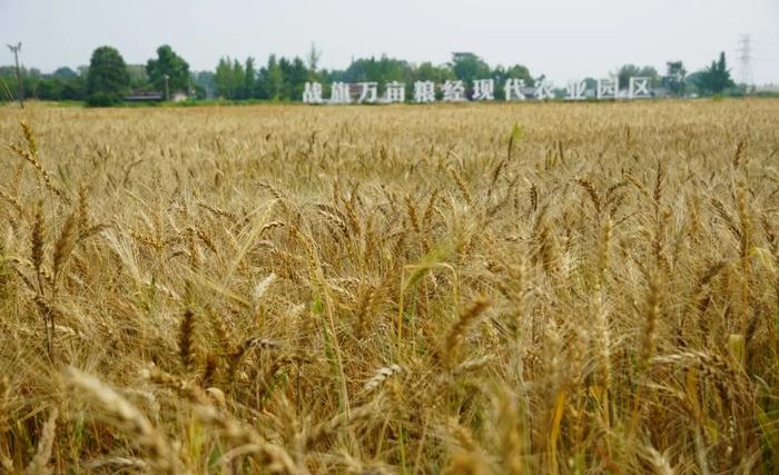 今年夏粮丰收已成定局 四川打造新时代更高水平“天府粮仓”