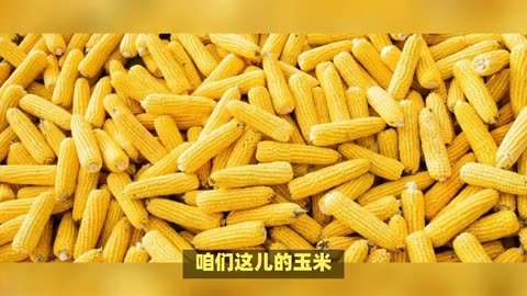 （2024年6月26日）今日玉米期货和美玉米最新价格查询