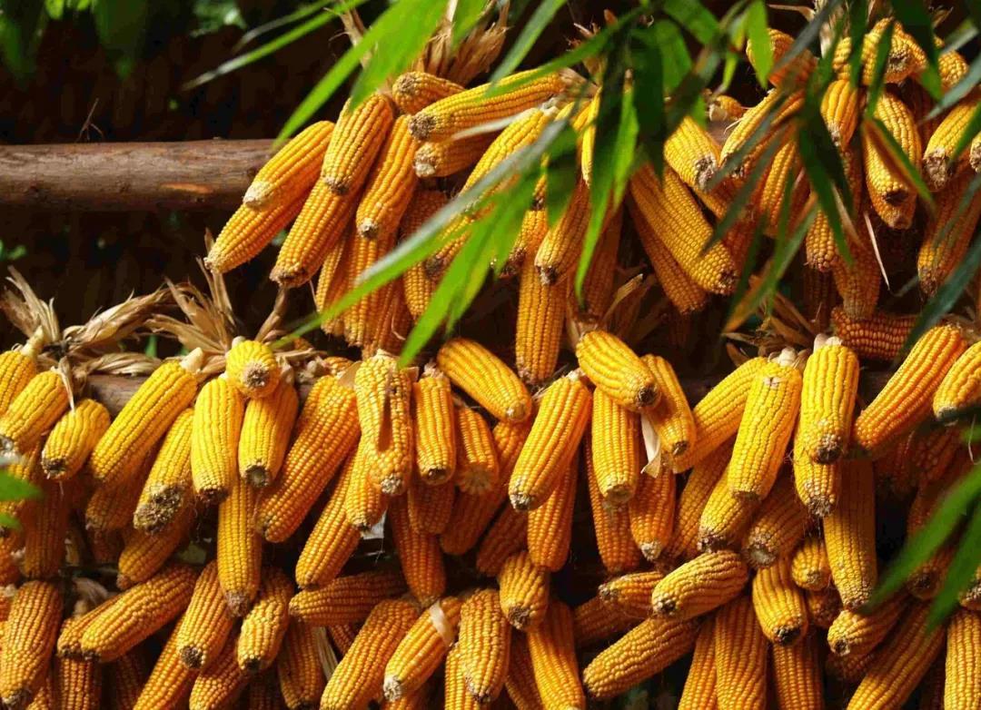 玉米季节性支撑仍在 期价下行空间或有限