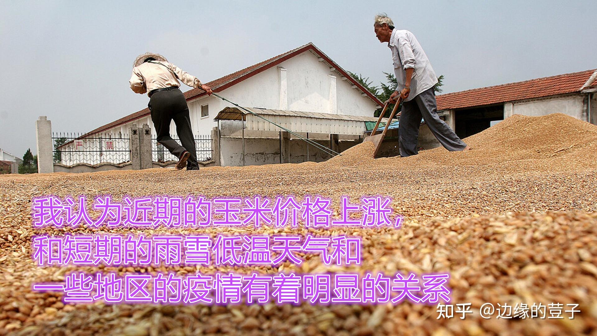 产地贸易商控制节奏出货 玉米采购需求相对低迷