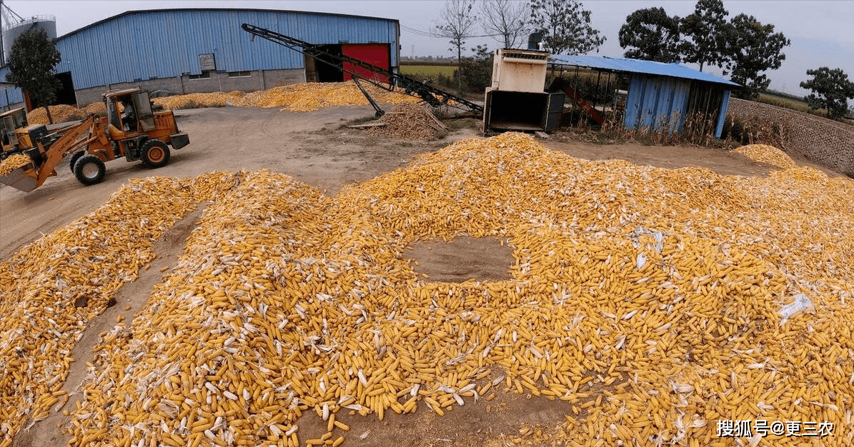 天气影响消退 玉米短期或震荡调整