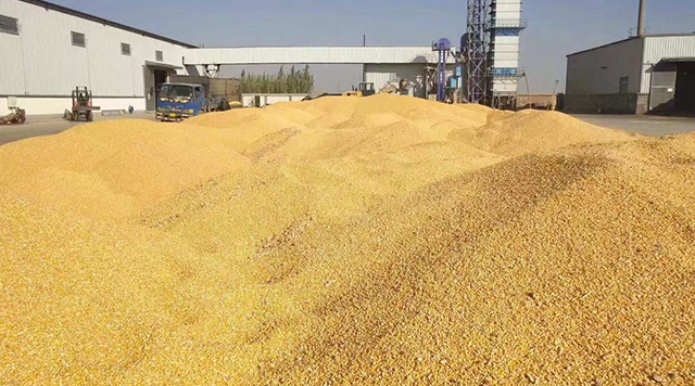 玉米交易步伐放缓 预计期价短期震荡调整