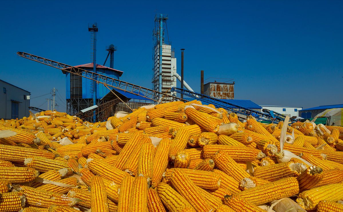 美玉米天气表现稳定 市场预期期价维持震荡偏弱