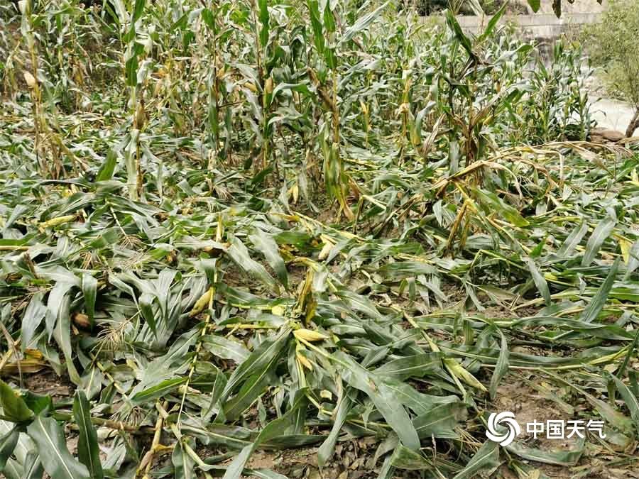 美玉米天气表现稳定 市场预期期价维持震荡偏弱