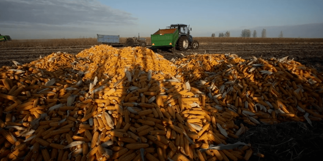 玉米期货8月9日主力小幅上涨1.53% 收报2319.0元