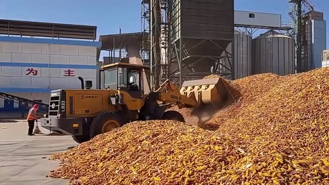 中储粮入市收购 玉米价格或存在向上驱动