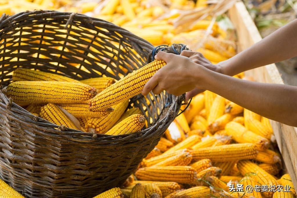 (2024年11月29日)今日美玉米期货最新价格行情查询