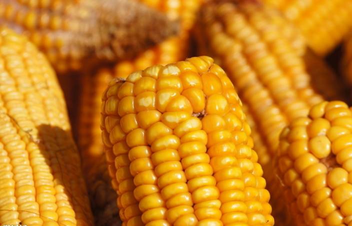 （2024年12月10日）今日美玉米期货最新价格行情查询