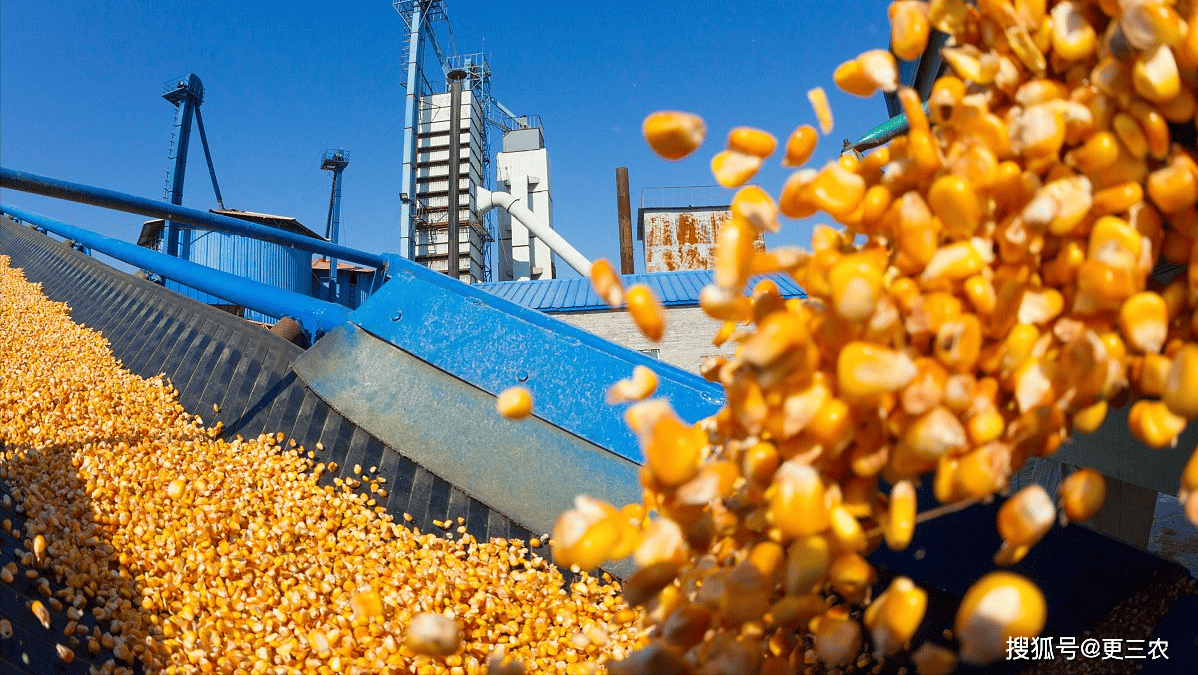 中储粮增储的利多消息形成提振 玉米价格震荡偏强