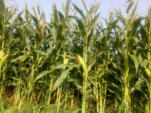 12月23日收盘玉米期货资金流入9352.36万元