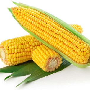 （2024年12月24日）今日玉米期货和美玉米最新价格查询