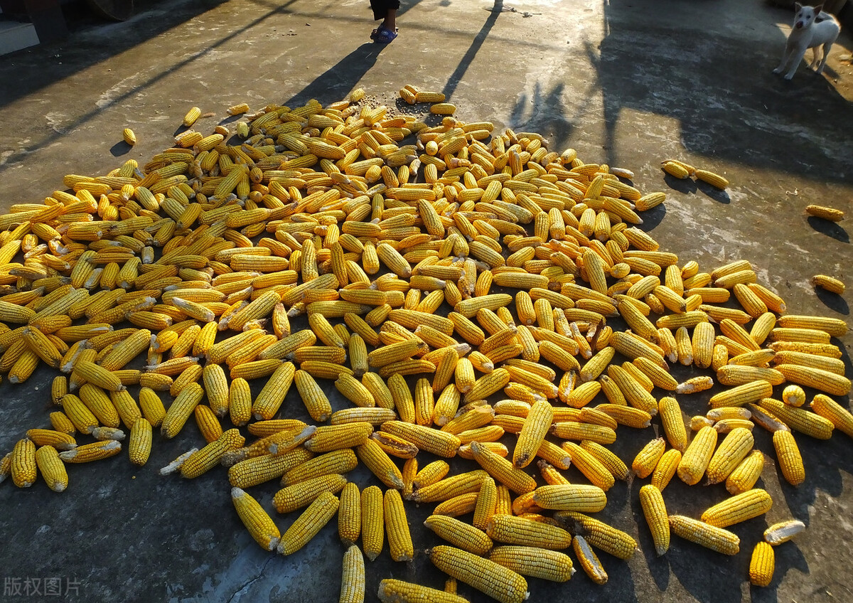 玉米持续两年的熊市情绪转变 现货持续探底