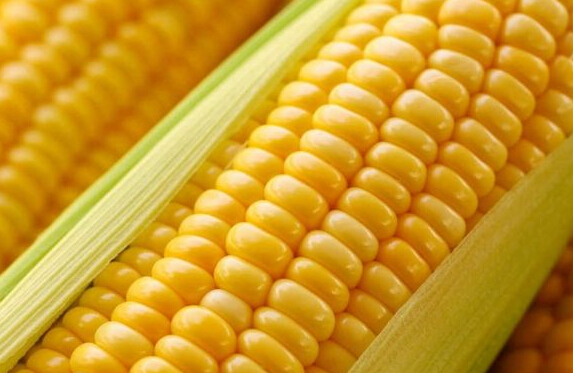 1月7日收盘玉米期货资金流入2389.51万元