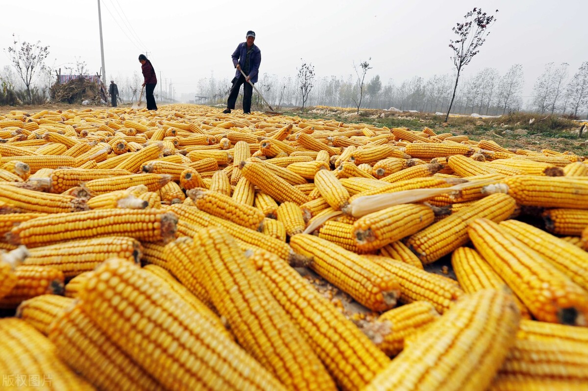 1月9日收盘玉米期货资金流入4811.64万元