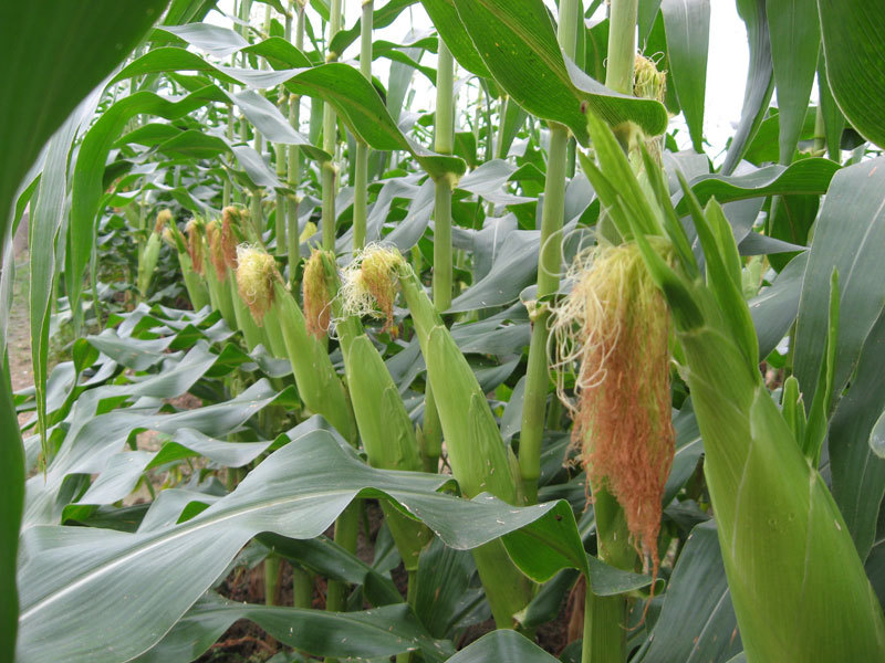 玉米期货主力本周K线收阴 玉米饲料消费继续增长