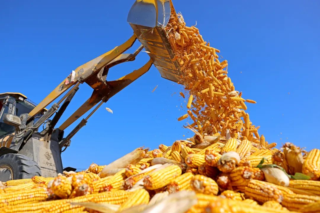 玉米：市场逐步回稳 玉米震荡运行