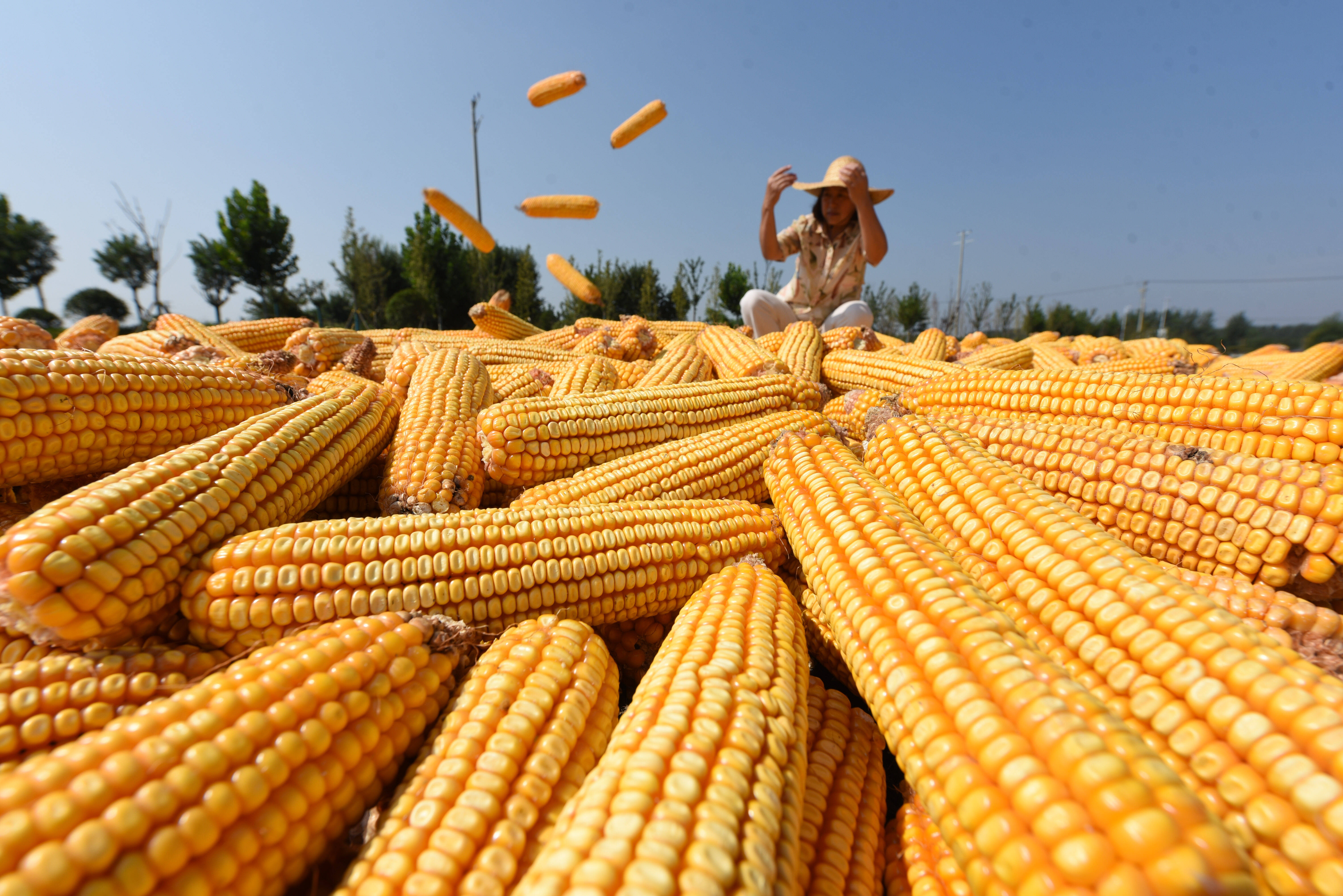 玉米：市场逐步回稳 玉米震荡运行