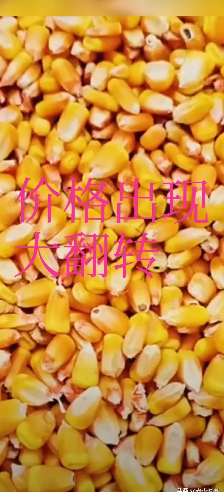 2月17日收盘玉米期货资金流出1.28亿元