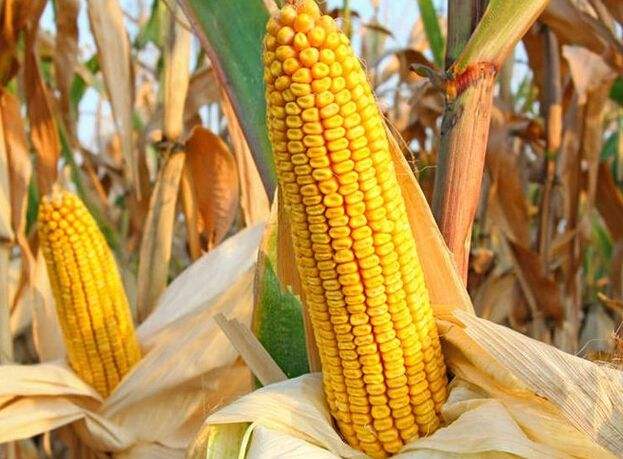 玉米：基层挺价惜售 玉米窄幅震荡