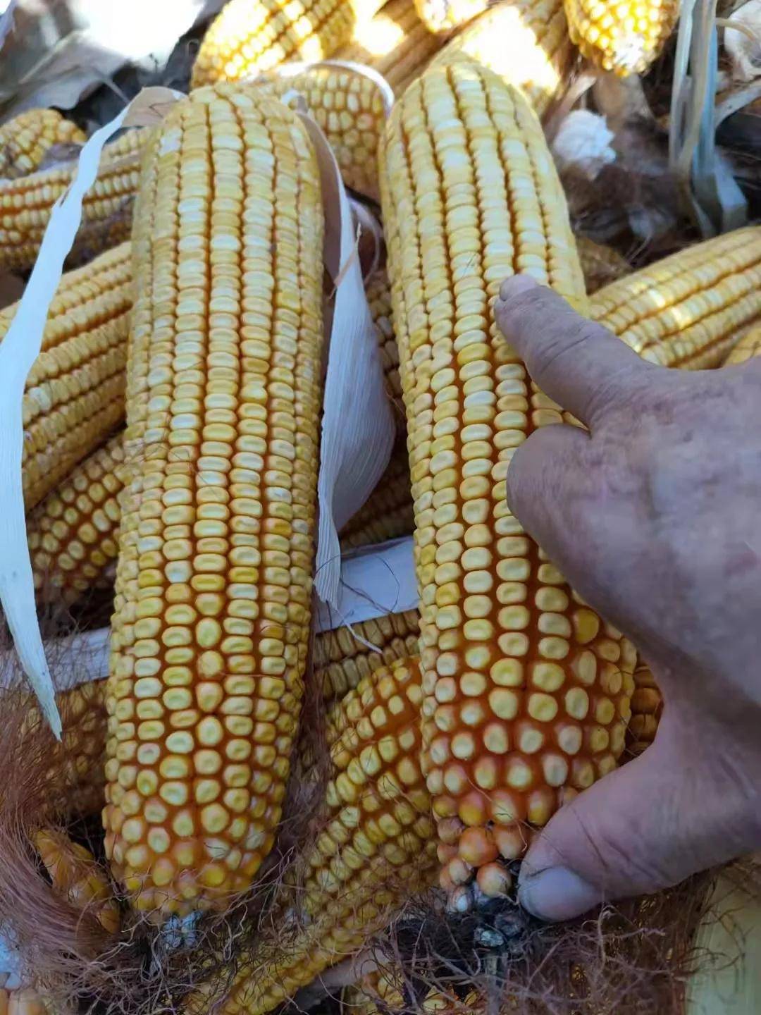 东北产区与南北方港口稳中有涨 玉米价格小幅回落