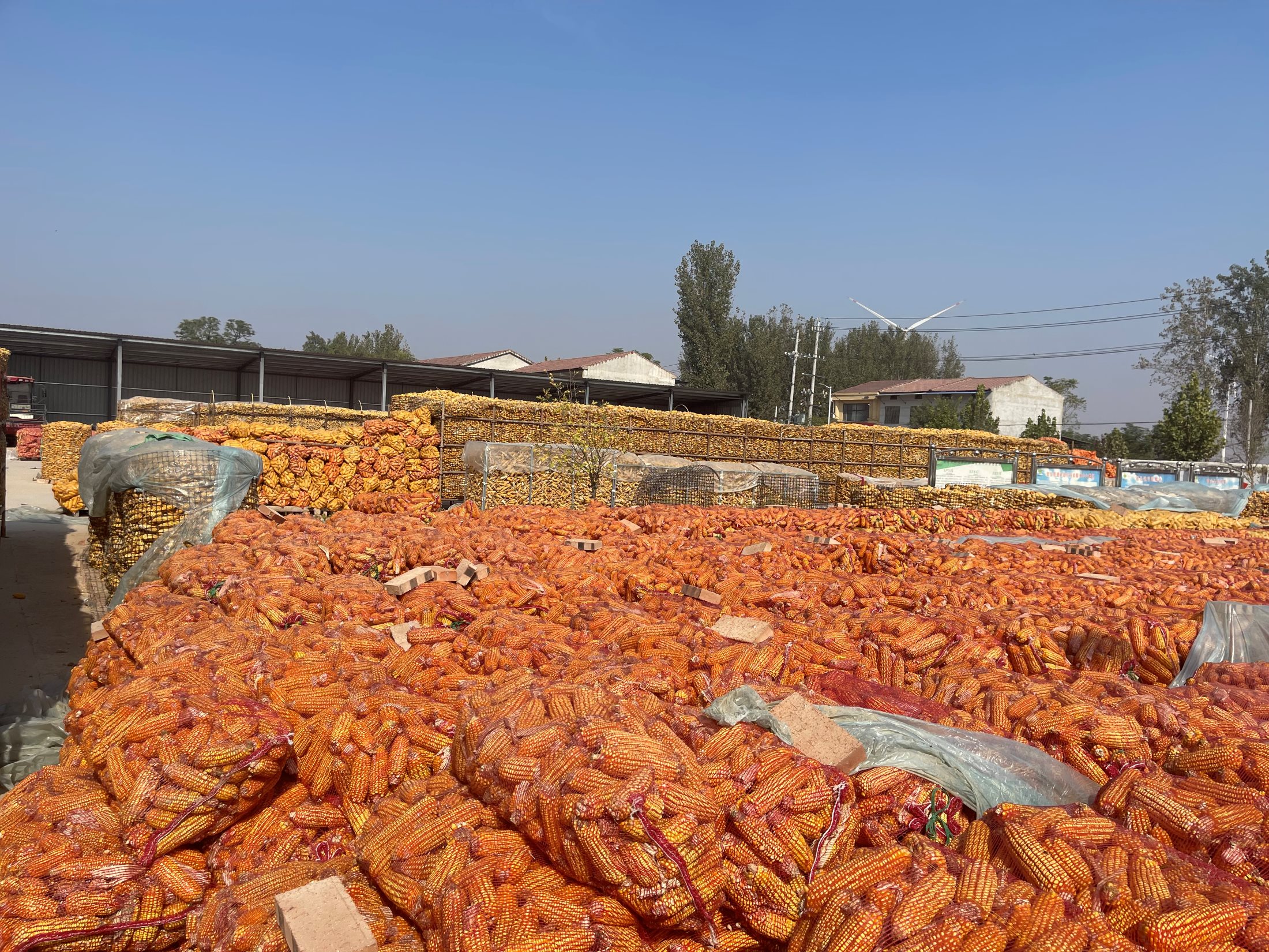 玉米期货3月14日主力小幅上涨0.30% 收报2309.0元