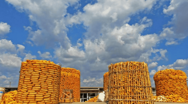 南北库存处于历史峰值 玉米价格上涨驱动较弱