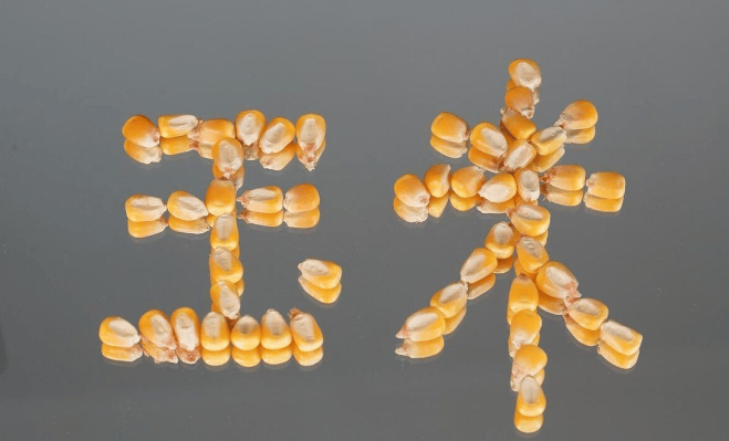 市场上量增多且收购价格续涨动力不足 玉米略有回落