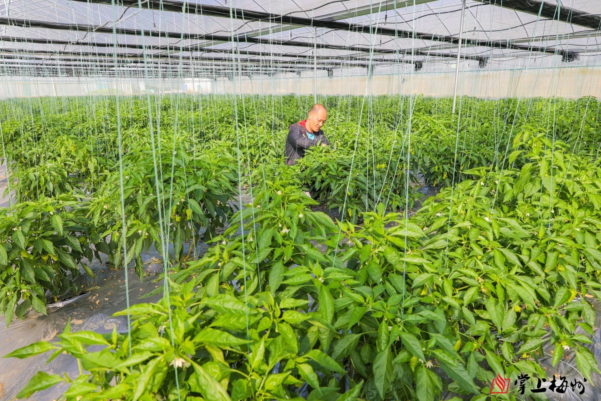 农业农村部：秋粮面积稳中有增 长势正常偏好