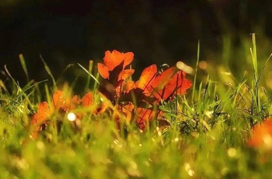 节气物候图鉴:白露至凉意生 全国玉露生凉地图看哪里率先迎秋凉